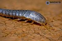 Mick’s Silverfish Control Sydney image 2